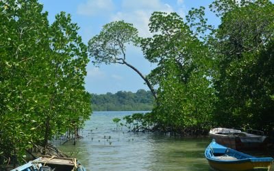 Mangrove Kayaking