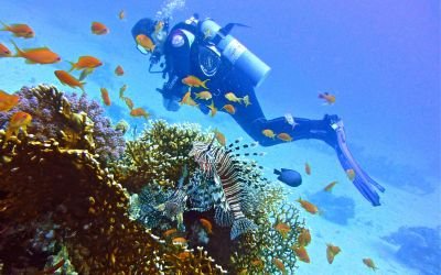 Snorkeling - Coral Island